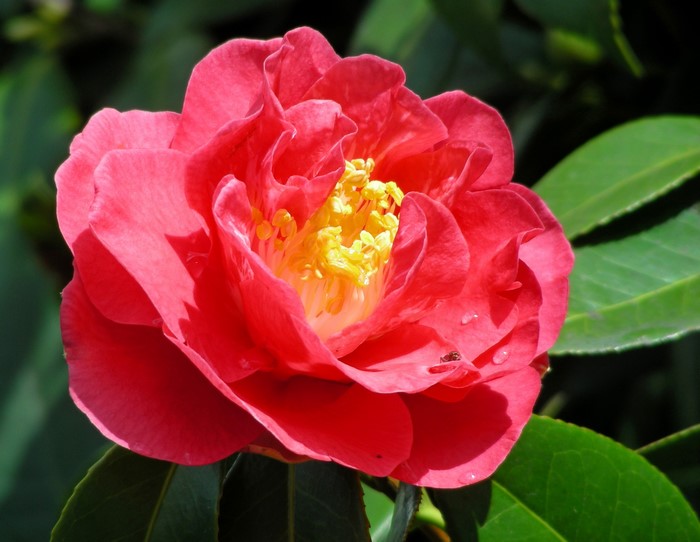 Close-up of a pink Camellia flower with yellow stamens