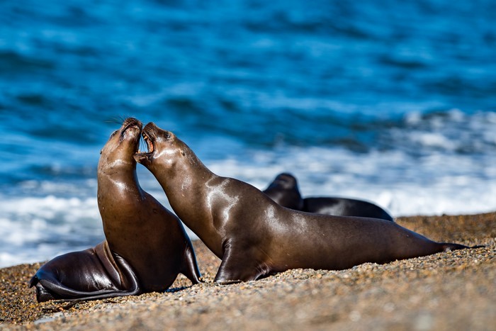Two sea lions interacting on a beach