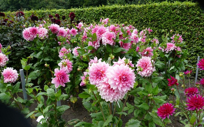 Pink and dark red Dahlias in a garden