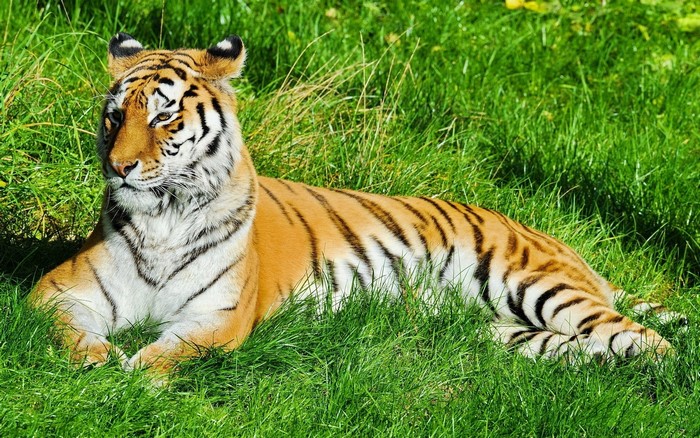 Tiger lying in green grass