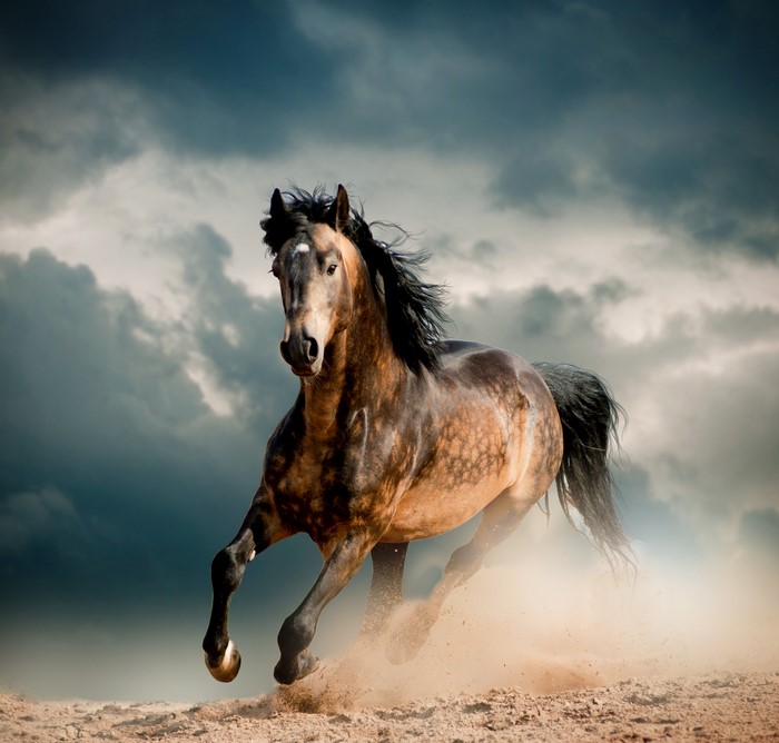 4K Horse Running in Dust