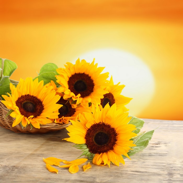 Sunflowers in a basket with petals on a wooden table
