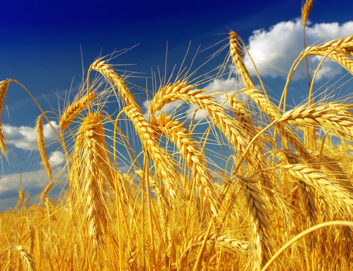 Golden wheat field under a blue sky