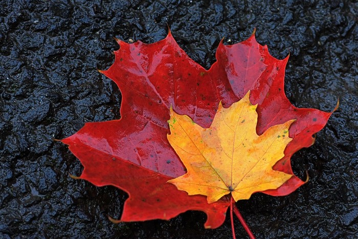 Red and yellow maple leaves on wet dark surface