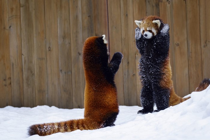 Two red pandas standing in the snow