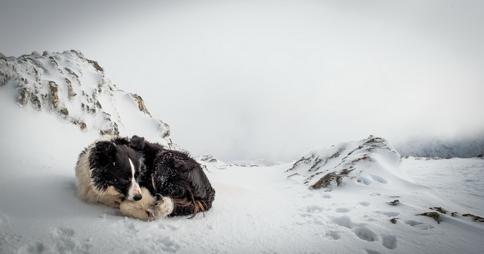 Dog sleeping in the snow on a mountain