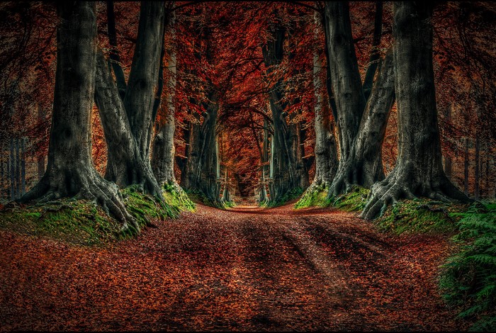 Autumn forest road with fallen leaves and tall trees