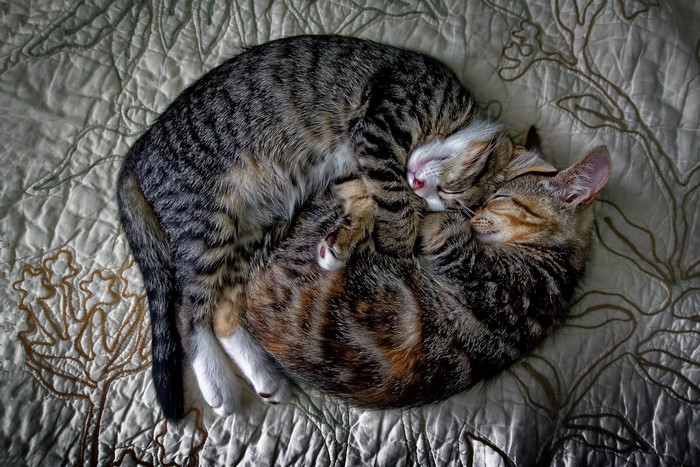 Two tabby kittens sleeping curled up together