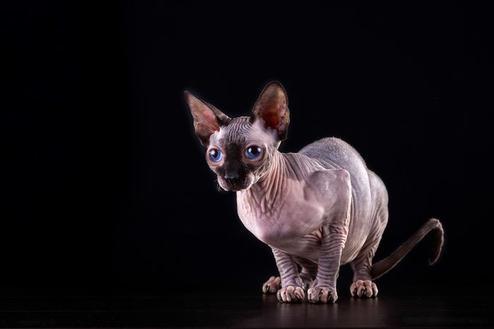 Sphynx cat with blue eyes on black background