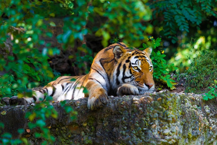 Tiger resting on a rock in a forest