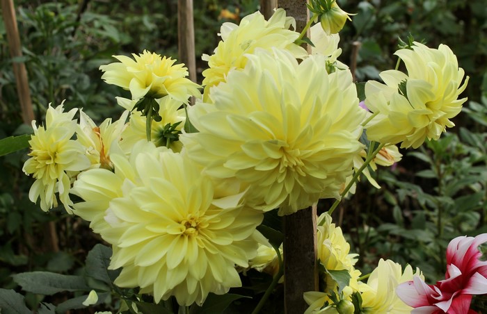 Yellow Dahlias in a Garden