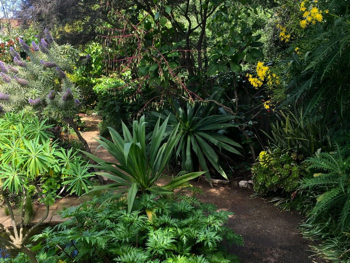 Garden path with various plants and flowers