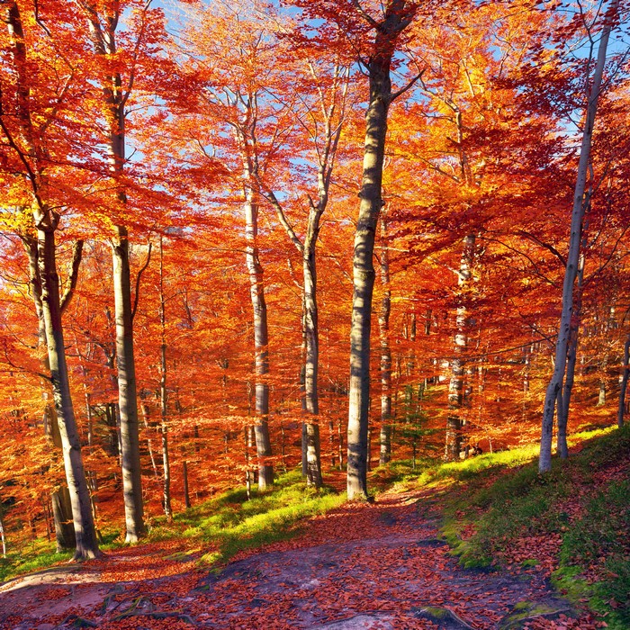 Autumn forest with vibrant orange foliage and a path