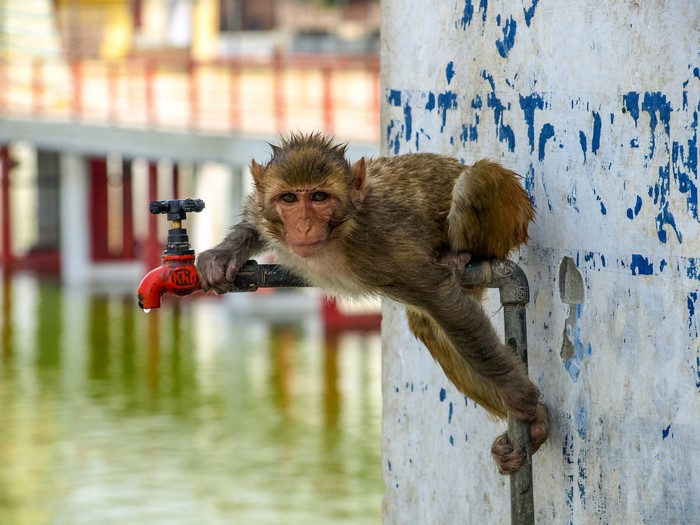 Monkey on a tap with water dripping