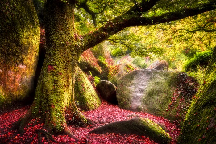 Mossy Tree Trunk and Rocks in Autumn Forest
