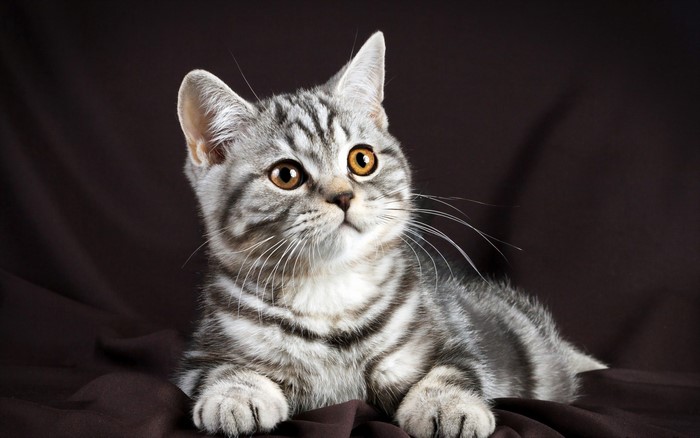 Curious British Shorthair Cat with Expressive Eyes
