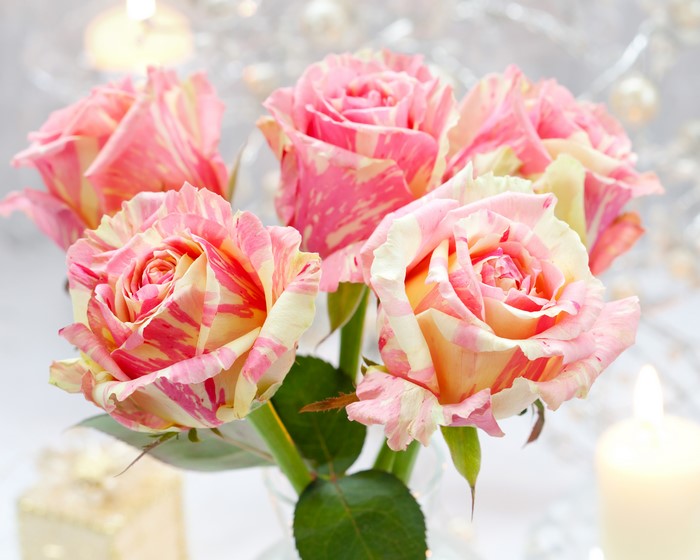 Striped Roses in a Vase
