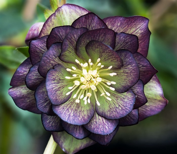 Closeup of a double-flowered Hellebore flower