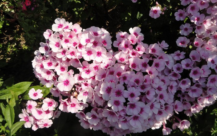 Pink Phlox flowers in bloom