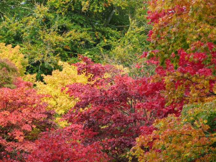 Autumn foliage with red, yellow, and green leaves