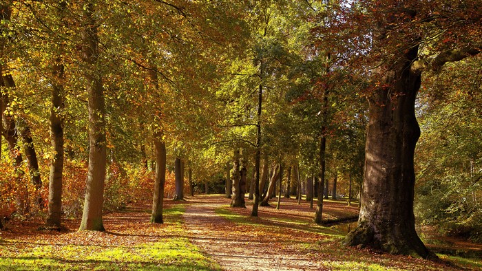 Autumn forest path with trees in Baarn, Netherlands