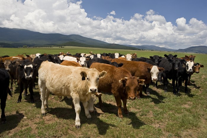 Herd of Cows in Grasslands