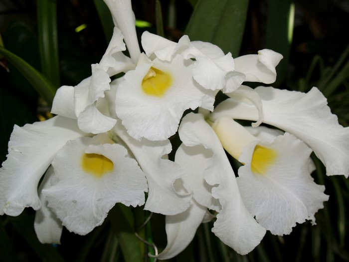 White orchids with yellow centers