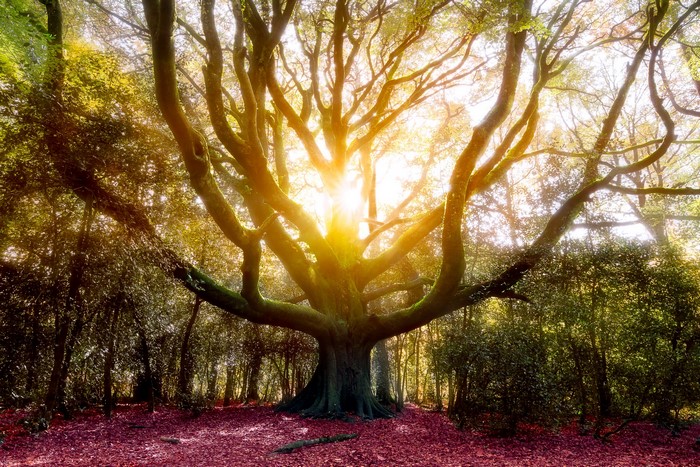 Sunlight shining through a large tree in autumn forest
