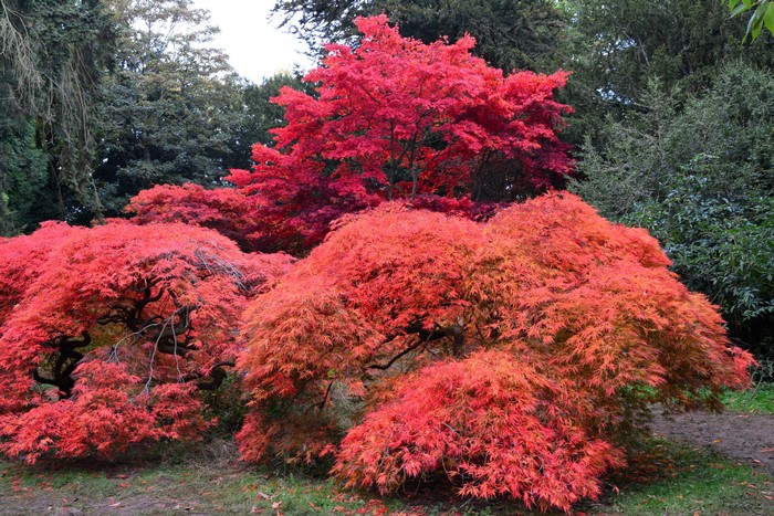 Japanese Maple trees in autumn at Westonbirt Arboretum