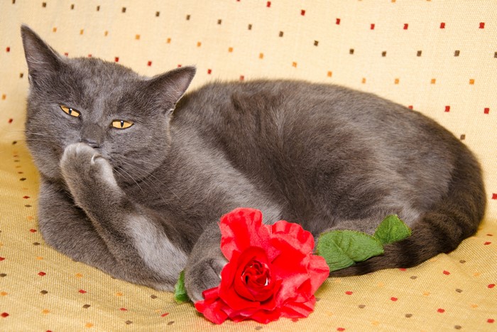 Grey cat with red rose
