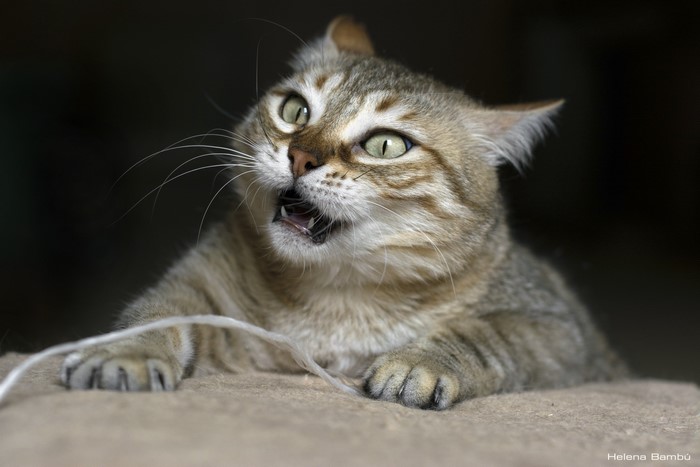 Curious Cat with Playful Expression and Paws