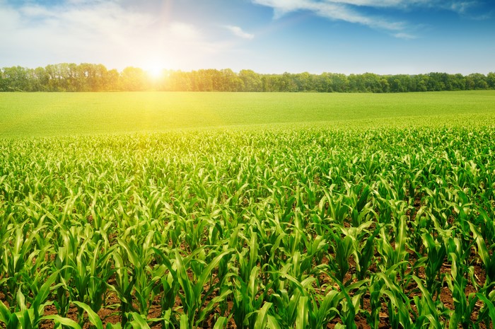 Corn Field Under Bright Sunlight