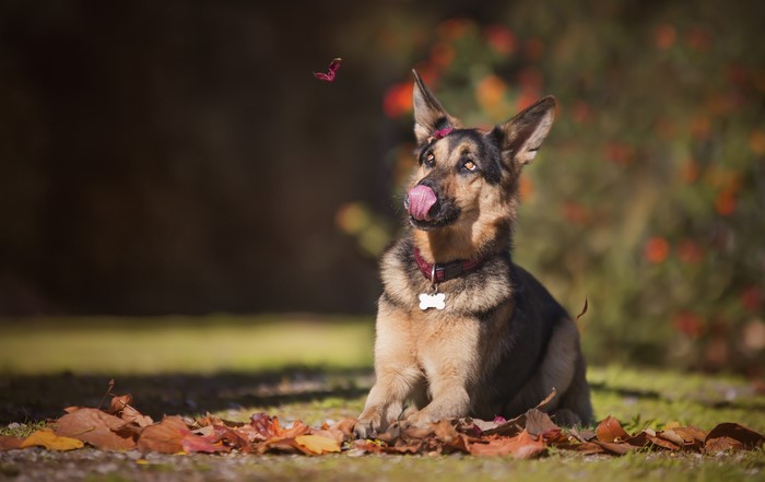German Shepherd Dog with Butterfly in Autumn