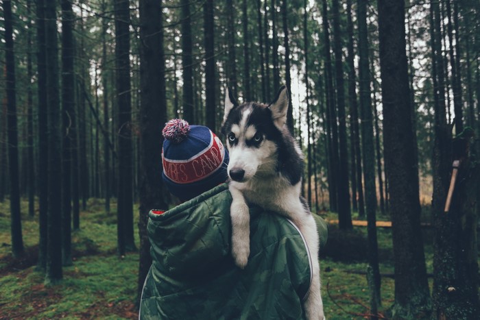 Husky dog on a person's shoulder in a forest