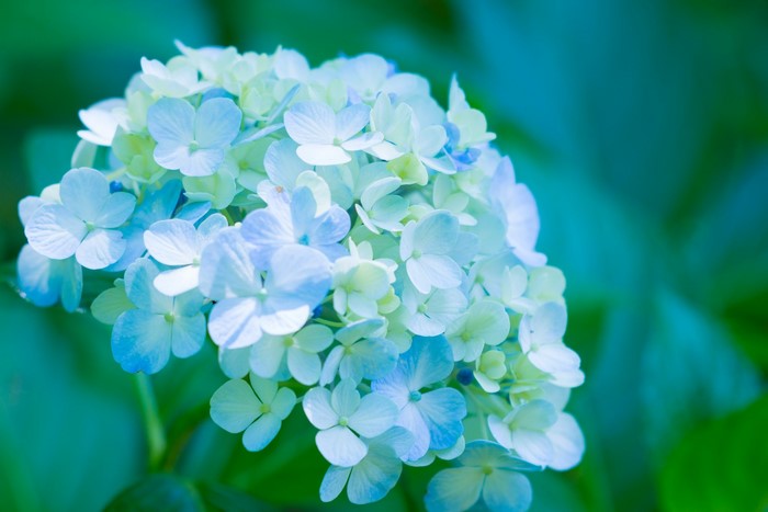 Light blue hydrangea flowers close-up