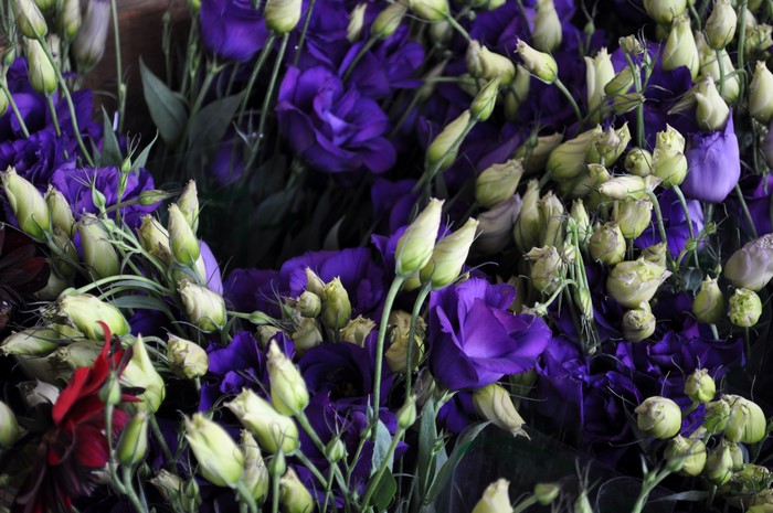 4K Violet Eustoma Flower Buds