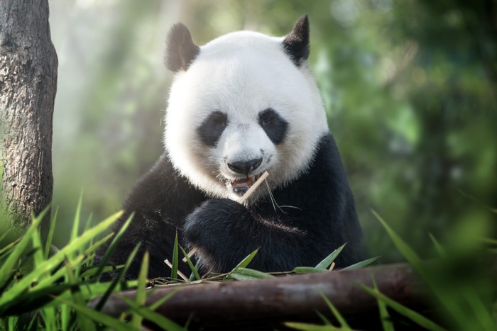 Giant Panda Eating Bamboo in Forest