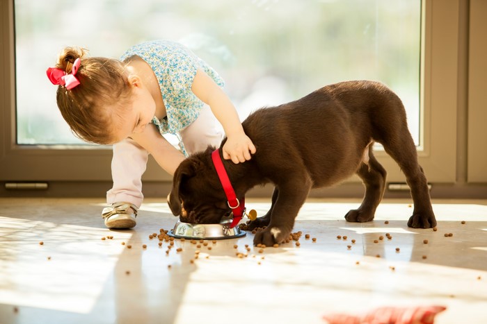 Little girl feeding a chocolate retriever puppy