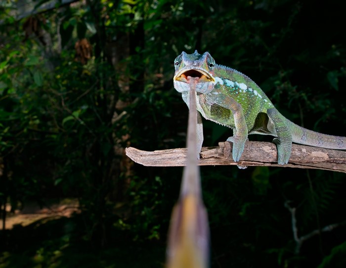 Chameleon with tongue extended on a branch