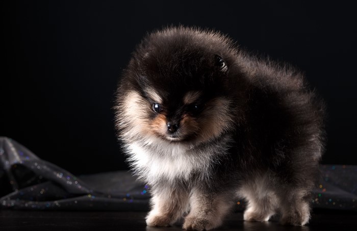 Fluffy Pomeranian puppy with black and tan fur