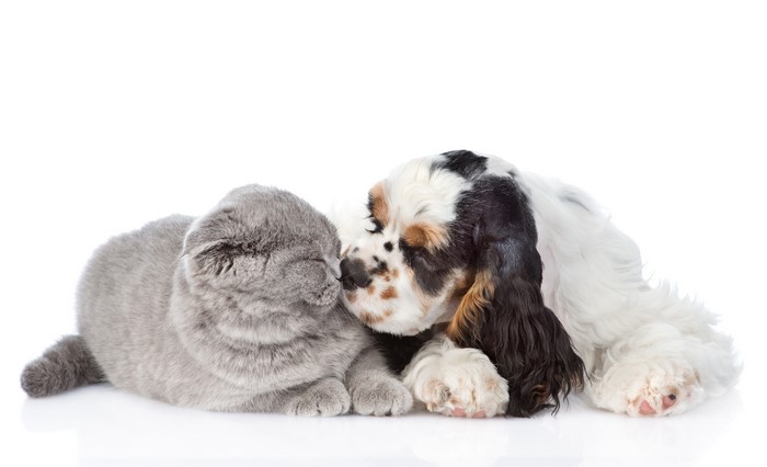 Cocker Spaniel puppy and cat on white background