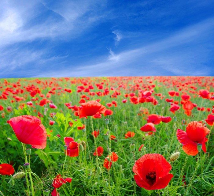 Field of red poppies under a blue sky