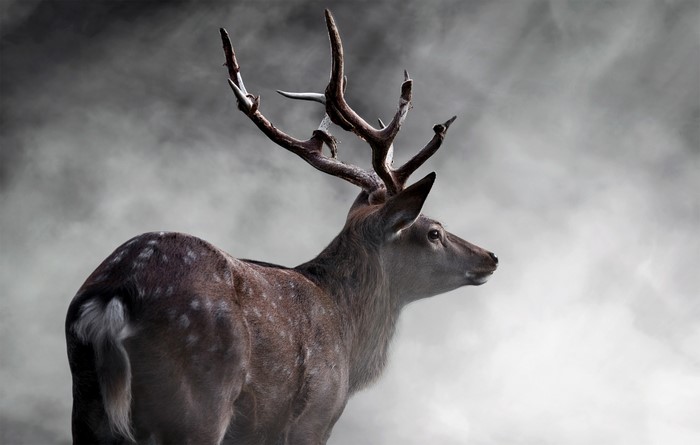 Deer with large antlers in fog