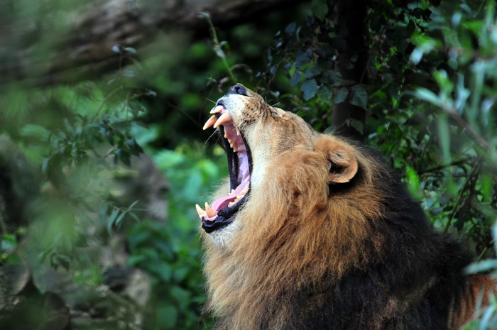Lion Roaring with Sharp Teeth