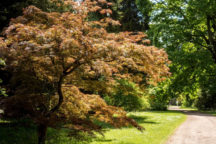 Japanese Maple Tree in Westonbirt Arboretum, United Kingdom