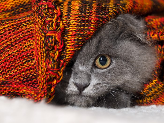 Grey cat peeking from a colorful knitted blanket