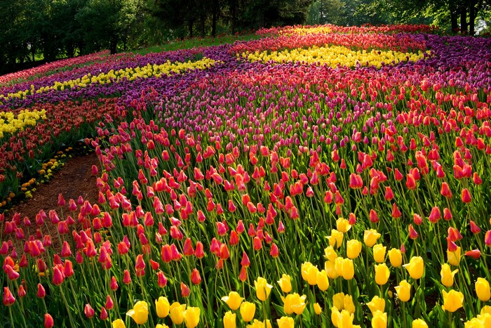 Field of colorful tulips in a park