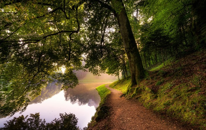 Forest path by a misty lake with trees