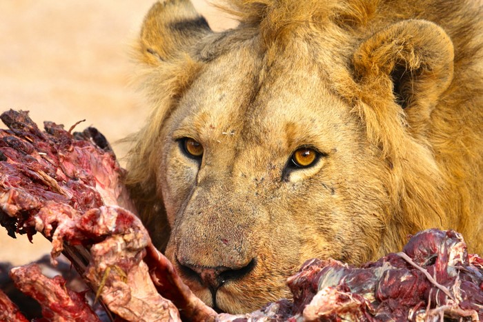 Lion Eating a Carcass