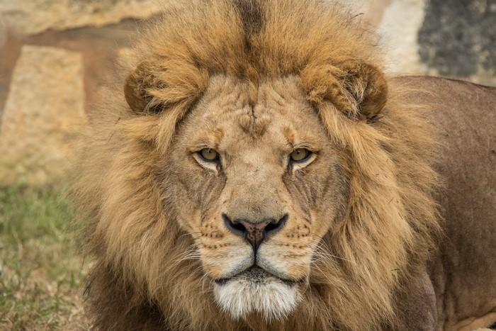 Lion with a mane looking forward